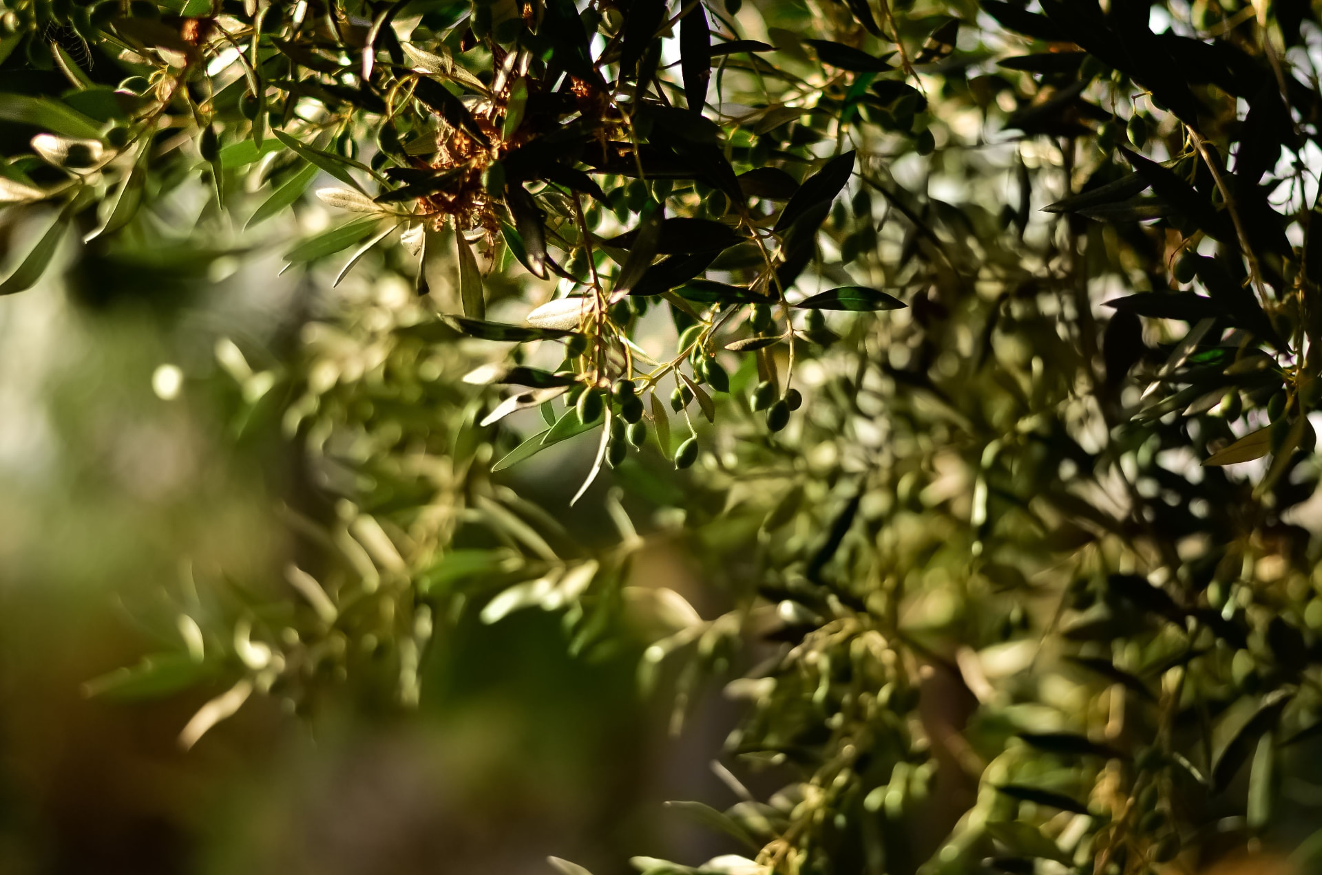 An olive grove in Tunisia at golden hour, rows of olive trees under low warm light